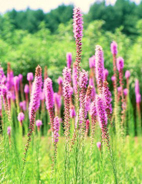 Blazing Star Native